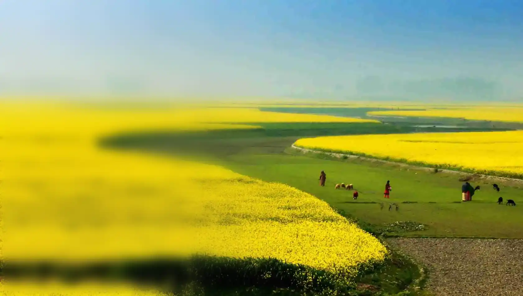 Mustard fields along a river in rural Bangladesh
